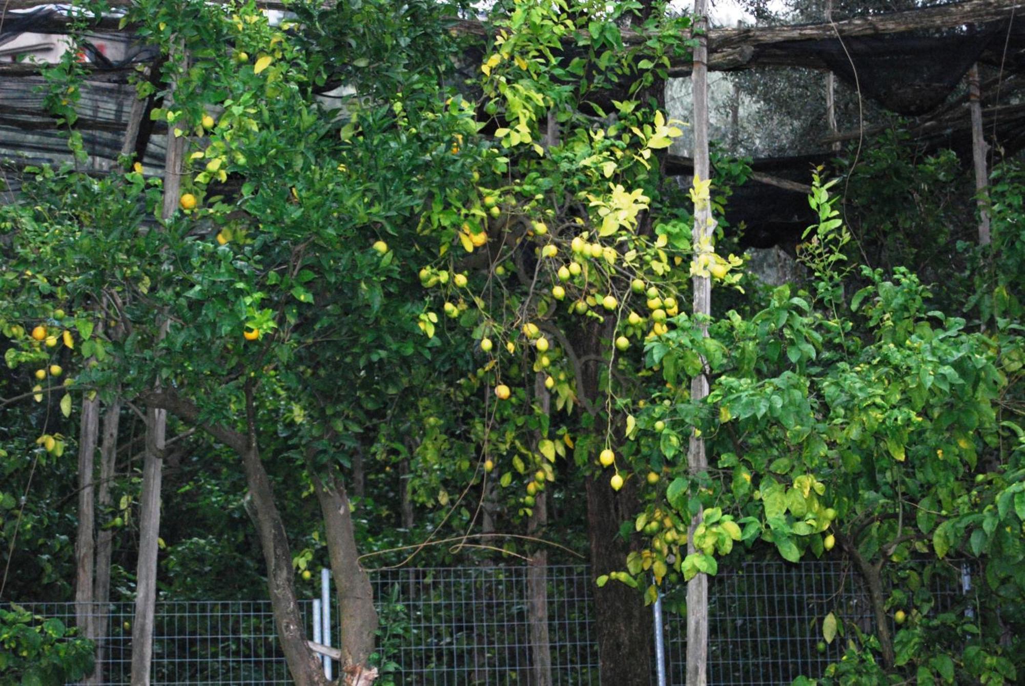 Sorrento Studios Lemons Hill 객실 사진