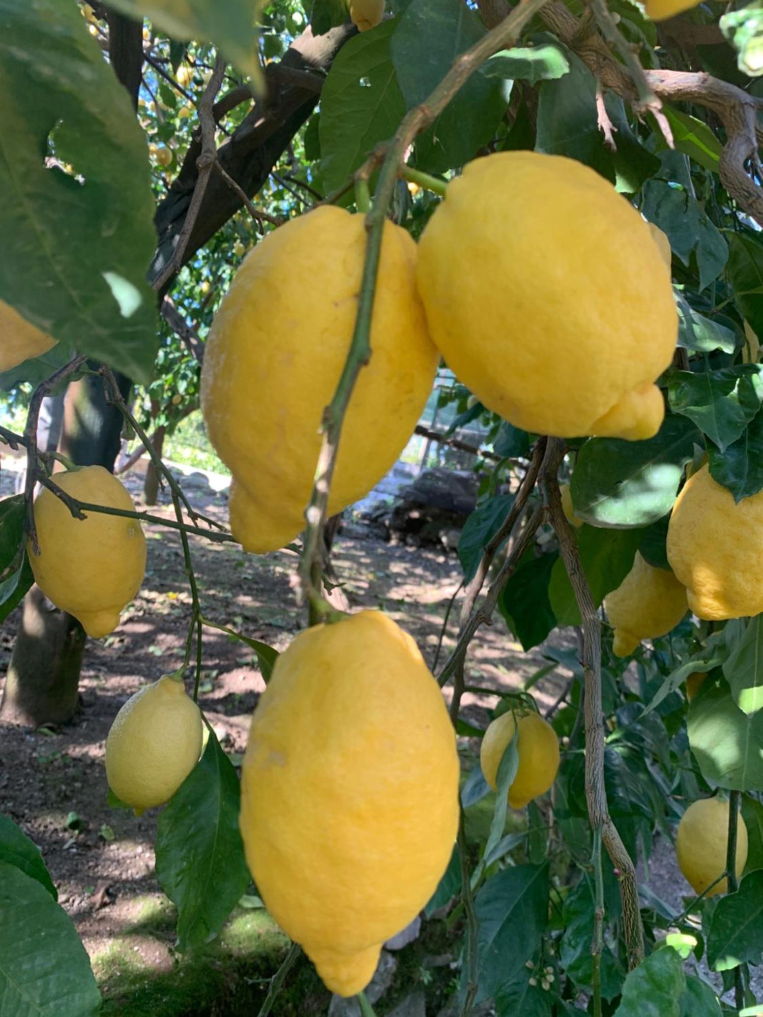 Sorrento Studios Lemons Hill 외부 사진